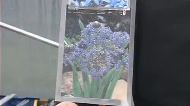 How to Pick Scilla Peruviana Bulbs смотреть онлайн