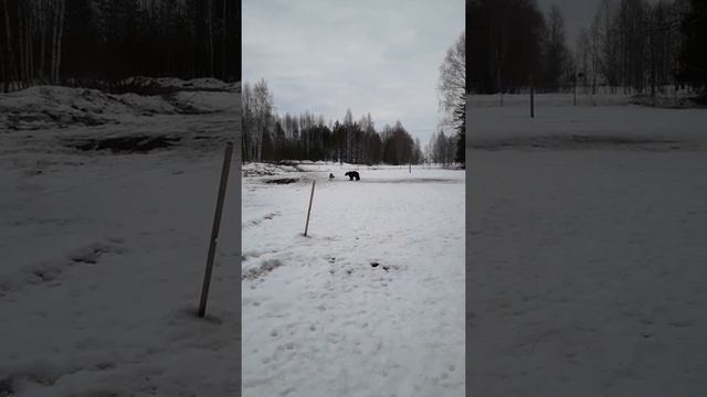 ЗСЛ Байка одиночная работа по медведю Копки . смотреть онлайн