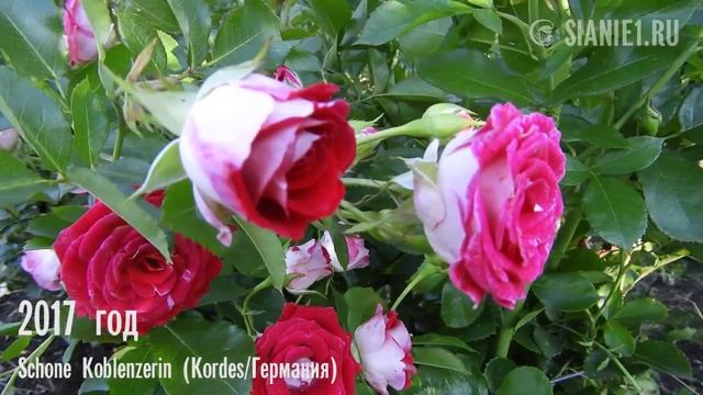 Роза флорибунда Schone Koblenzerin