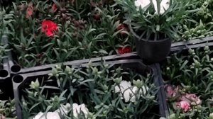 Цветочный рынок Краснодар 27 апреля 2023 г