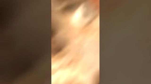 Добывание семян из шишек для посадок смотреть онлайн