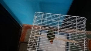 А у нас попугай ❤️ 🦜
