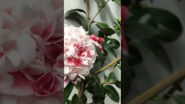 Нереально красивая камелия Camellia "Volunteer"
