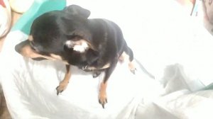 Схватки у собаки русский той-терьер.Норе стало плохо.Начинаются роды.