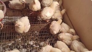 Бройлеры чихают, чем обернулось переохлаждение. Лечу