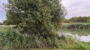 Рыбалка в Англии на большого карпа. Обзор озера в Великобритании