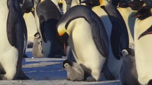 Пингвинята делают первые шаги