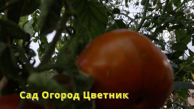 247 Нибелунг, Видеообзор экзотических томатов  Сорттомат