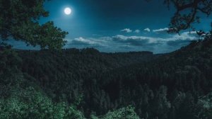 Красивое пение соловья в ночном лесу, мелодия для души, медитации и релаксации