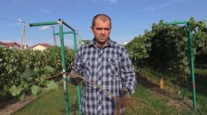 Виноград .Как посадить саженец с длинным черенком.