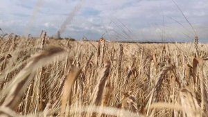 Шумят хлеба.  Геннадий Белов