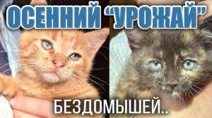 Осенний "УРОЖАЙ" бездомных  КОТЯТ и ЩЕНКОВ❗ СТРАДАЮТ малыши из-за безответственности ДВУНОГИХ❗❗