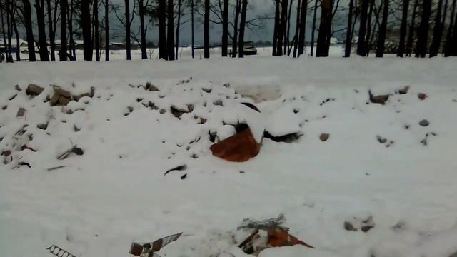 Собираю алюминий как грибы после дождя.