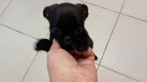 Как ведут себя щенки после прививки . Прививались 20 ноября 2023г, повторно.