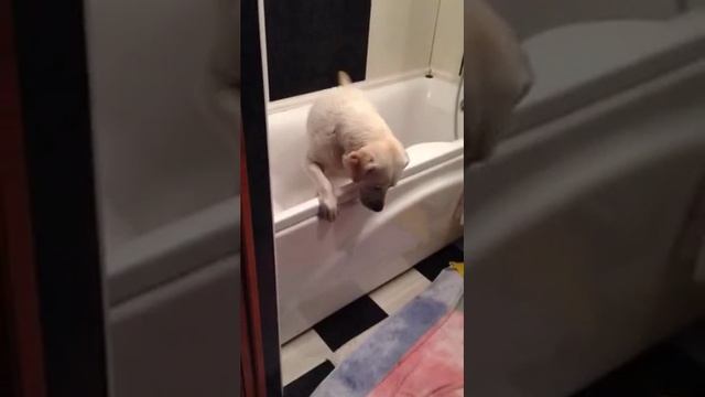 Мой Лабрадор Цитриния Вайт Сноу Фолл. смотреть онлайн