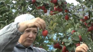 пепинчик красноярский