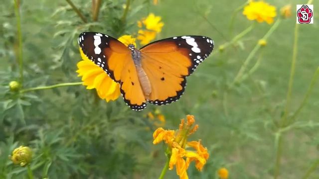 Lots of Butterfly Flying in Flowers Garden | How Butterflies Pollinate Flowers. смотреть онлайн