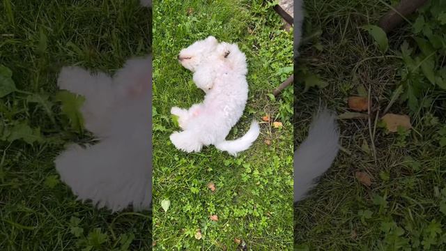 Пофигулька