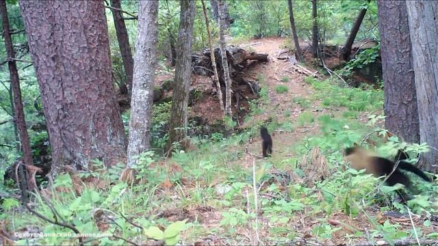 Харза - гроза уссурийской тайги смотреть онлайн