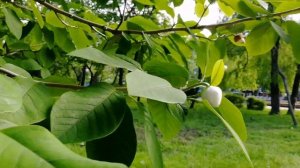 #владивосток #магнолия. Магнолия Зибольда. Magnolia sieboldii. 04.06.2020.