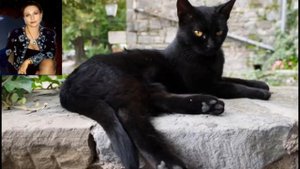 Говорят, не повезет, если черный кот дорогу перейдет. № 2291