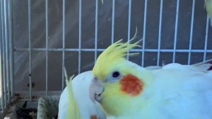 Красивые попугаи кореллы. Как интересно принимают пищу попугаи кореллы.