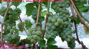 Виноград технический, винный ЦИТРОННЫЙ МАГАРАЧА (Пузенко Наталья Лариасовна )