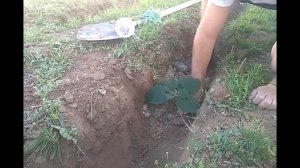Павловния - зацветает в первый год жизни! Что за сорт? ЭКОМИР34 Paulównia in Russia. Paulownia
