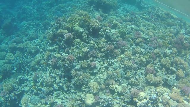 рифы Макади Палас Макади бей смотреть онлайн