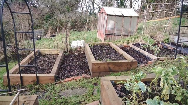 January Cottage Garden - Hellebores, Pruning Roses & Winter Flowers Tour