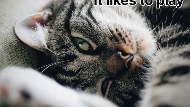 Короткий стих для детей на английском "My cat". Я очень люблю своего кота, а вы? смотреть онлайн