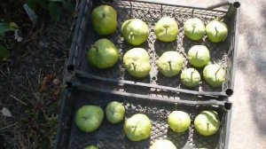 колоновидная груша ГРУШИ ГИГАНТЫ. Columnar pears.