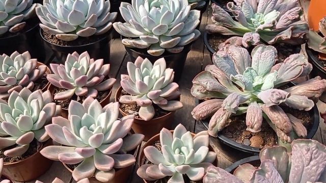 Suculentas das folhas gordinhas para venda e como regar as suculentas de folhas gordinhas смотреть онлайн