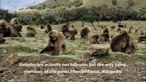 Gelada (Theropithecus gelada)