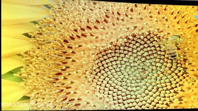 Monitor Acer Predator Z35 : La Curvatura para Gaming Full HD, 144Hz | Spartan Geek смотреть онлайн