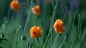 Цветы .... Цветы .........……… Везде цветы !!!!!