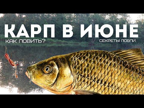 Новые секреты ловли карпа в июне! Поймает много даже новичок! Как на что и где ловить карпа в июне?