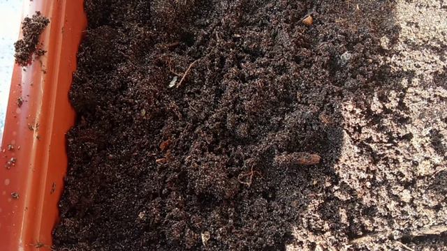 Андрій філін як правельно садити апельсини мандарини смотреть онлайн