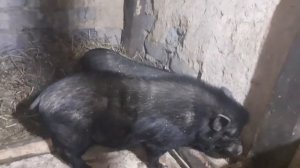 Вьетнамские вислобрюхие поросята: кормление, содержание.