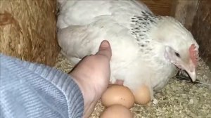 Курочки Доминанты. Как несутся зимой.