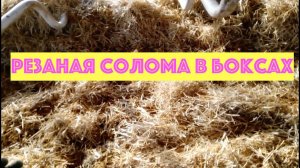 Резаная солома на подстилку коровам