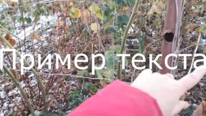 Осенняя обрезка Ежевики