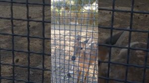 Бакинский Зоопарк кормим оленя дай печеньку  Баку  ceyran maral Baku zoo