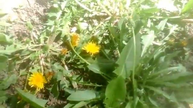 Русские берёзы. Весна. Солнце. смотреть онлайн