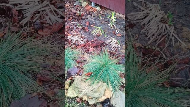 какие растения декоративны круглый год