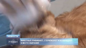 Чипирование собак