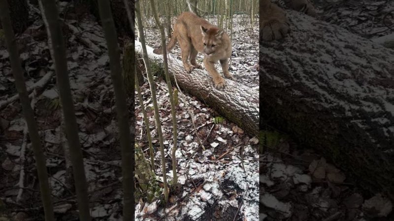 Пума Дакота точит когти!)