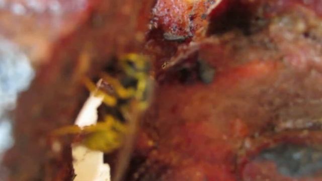 оса пчелы отгрызает шашлык мясо смотреть онлайн