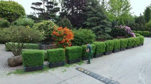 Стрижка живой изгороди в садовом центре IMPERIAL GARDEN