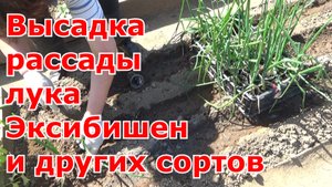 Высадка рассады лука в грунт из кассет и стаканчиков. Эксибишен, Фермер, Ялтинский, Сенатор и другие